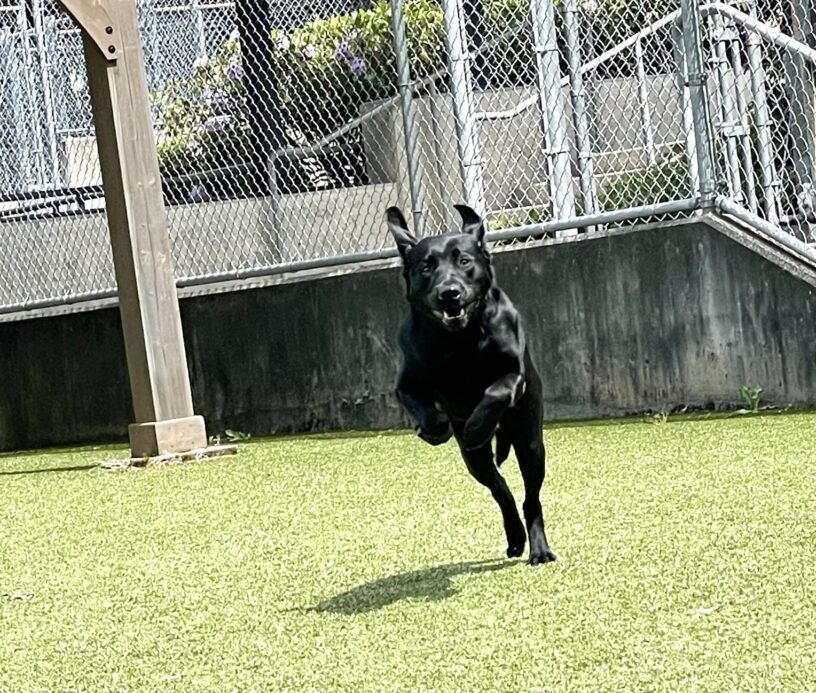 Pascal, a male black Labrador, runs in the grassy free run area on the Oregon campus. As he runs towards the camera, his ears are flying and his paws are off the ground!