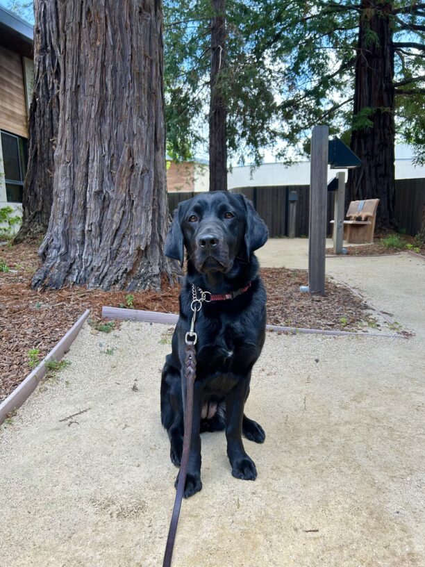 Jamaica sits on a dirt walking path looking stoically at the camera. Large redwood trees stand tall behind her.