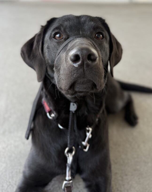Giza practices her down-stay, eagerly awaiting a treat and her next direction!