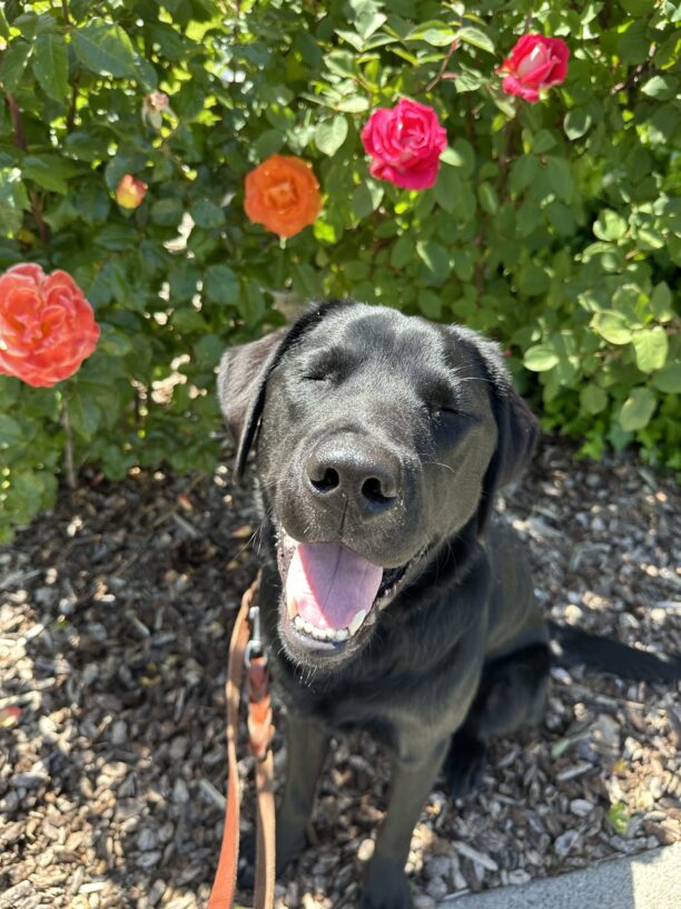 Macallan soaks up the sun while out for a walk on campus.  He is sitting in front of a bush with bright pink and orange flowers and his eyes are squinted closed with his mouth open in a relaxed smile.