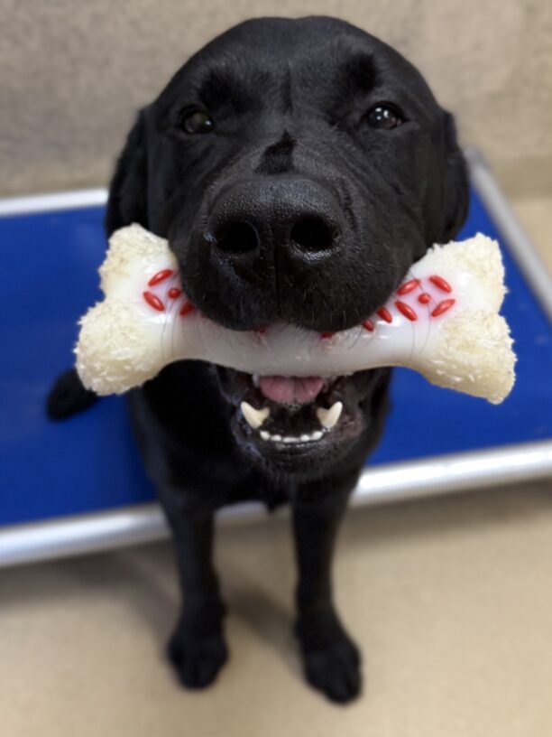 Jackson proudly shows off a white and red nylabone while 1/2 way sitting on his blue kuranda bed in his kennel run.