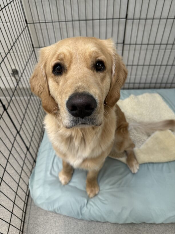 Female lab/golden cross "Walena" is sitting on a soft bed with a fleece. She is softly looking up at the camera.