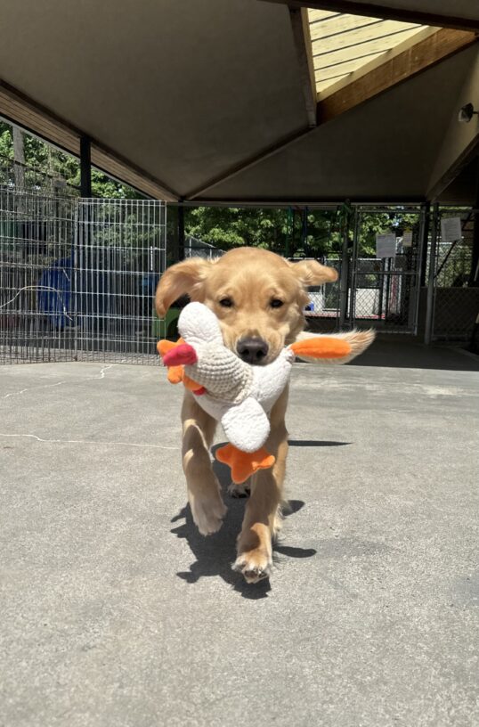 Female lab/golden cross