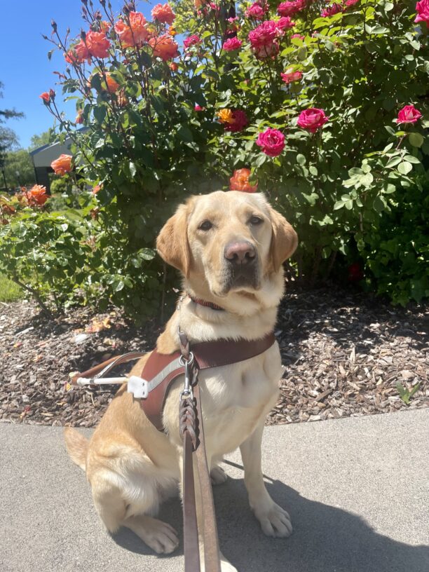 Amira sits in harness in front of a rose bush with colorful pink flowers. She is gazing directly at the camera while looking very professional.
