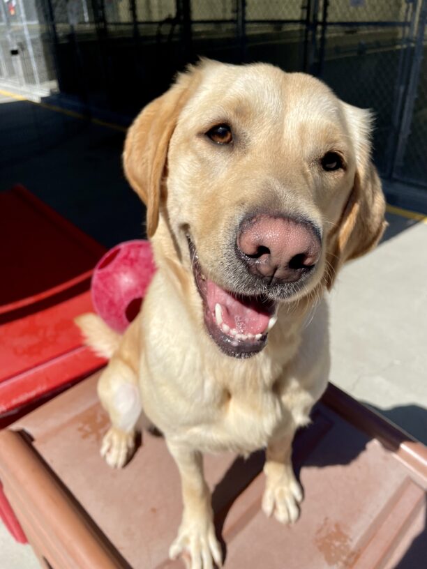 A close up photo of Amira sitting on a play structure with a red jolly ball behind her during community run. She's gazing past the camera with a cute head tilt and her mouth is open in a relaxed smile.