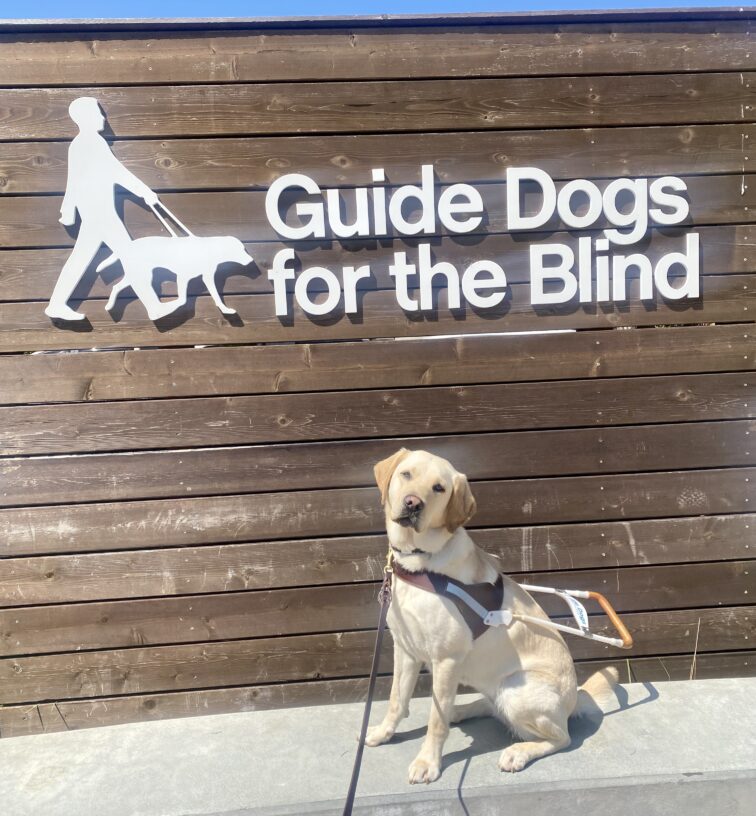 Belen is wearing her GDB harness while sitting on a cement wall. Behind her is a wooden sign with GDB's name and logo.