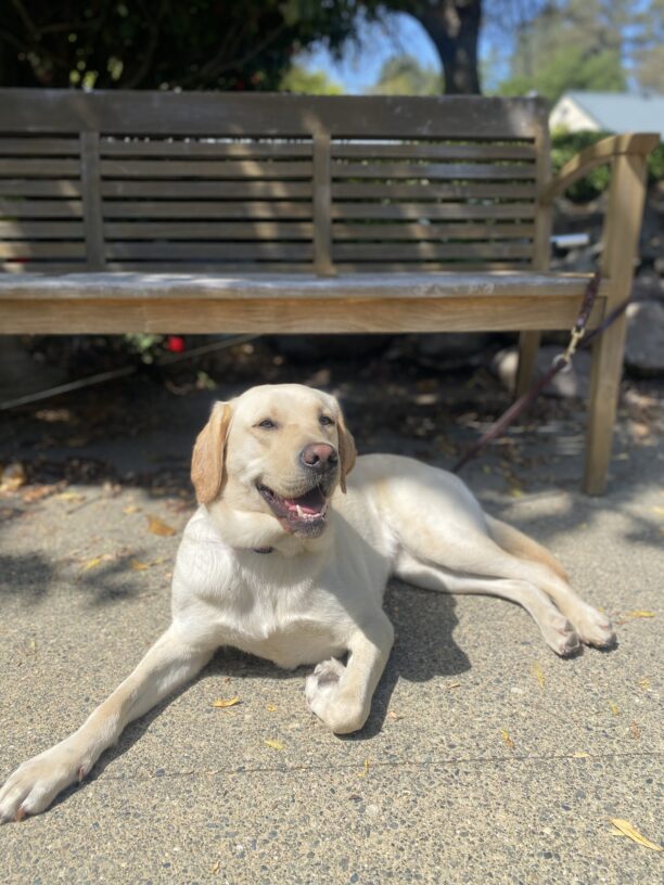 Belen is laying on cement looking at the camera with her mouth open as if smiling, looking relaxed. Behind her is a wooden bench.