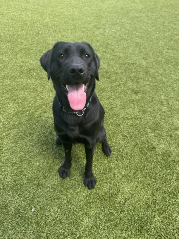 Female black lab Bengal sits on green grass in the free run yard, she is looking at the camera with a big smile and her tongue hanging out.