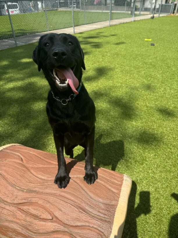 Female black lab Bengal stands in the free run yard with her front paws on top of a log play structure. Her tongue is hanging out of her mouth as she looks at the camera. There are several toys on the green grass of the yard in the background.