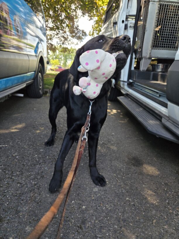 Bingo plays with a white and pink polka-dotted plush elephant toy after a route. He is wearing his harness and standing in between two GDB vehicles while holding the toy in his mouth.
