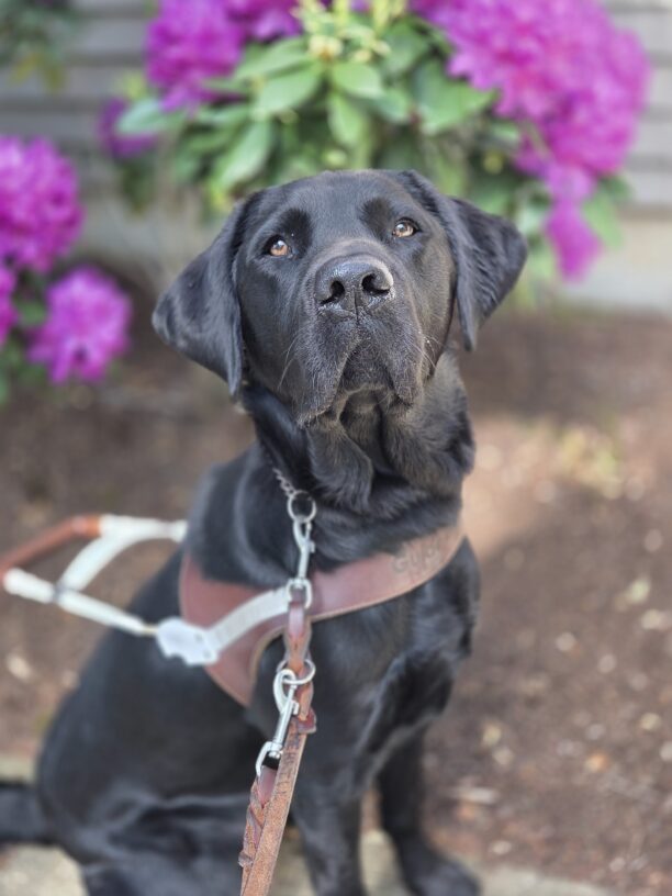 Bingo sits, in harness, in front of a purple Rhododendron in Gresham, OR. He is facing and looking directly towards the camera with a calm, but attentive expression.