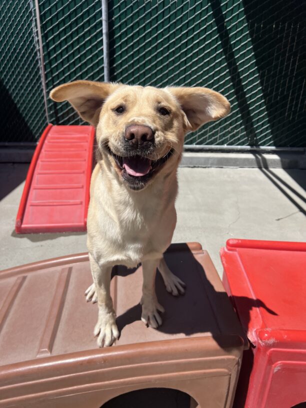 Bolt is standing on a brown plastic play structure. He had just jumped onto the structure so his ears are still in the air and he has a big smile on his face. He is looking into the camera.