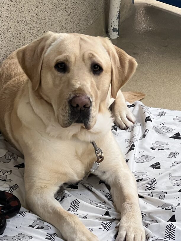Bolt is laying on a soft bed with cartoon pictures of trees, bears and foxes. He has a toy laying with him on the bed. He is looking into the camera.