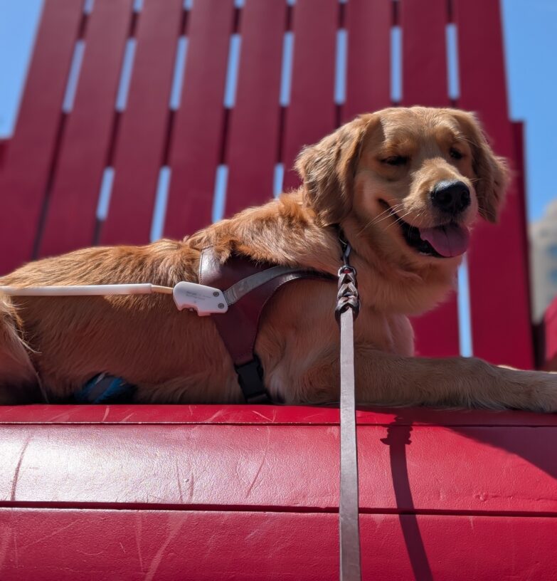 Button lays in harness atop a giant red Adirondack chair. Her eyes are closed with her fur shining in the sun with a big smile on her face.