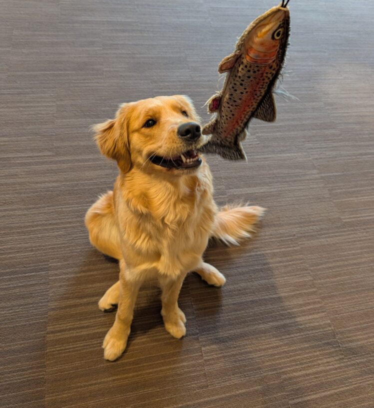 Button sits looking up at a rainbow trout soft toy. Her mouth is open and her eyes are locked on the price as she waits for the toy to be thrown.