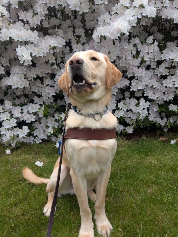 Danby sits in harness in front of a rhododendron bush with white flowers. He has a regal upright pose and is looking slightly off to the side of the camera.