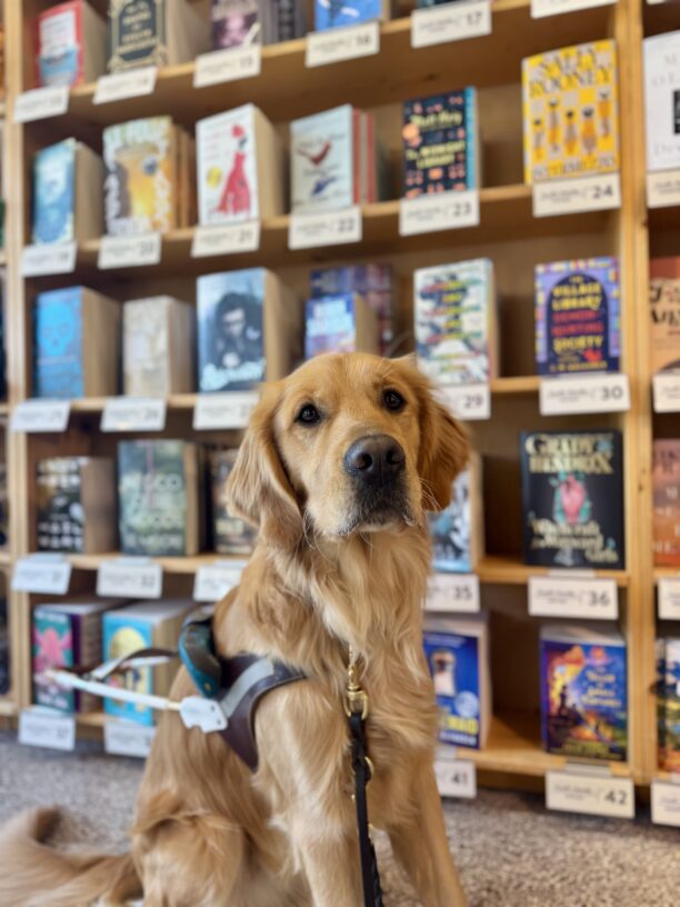 Yellow cross, Dax, sits in front of a display of books at Powell's book store. He is wearing his harness and looking into the camera seriously.