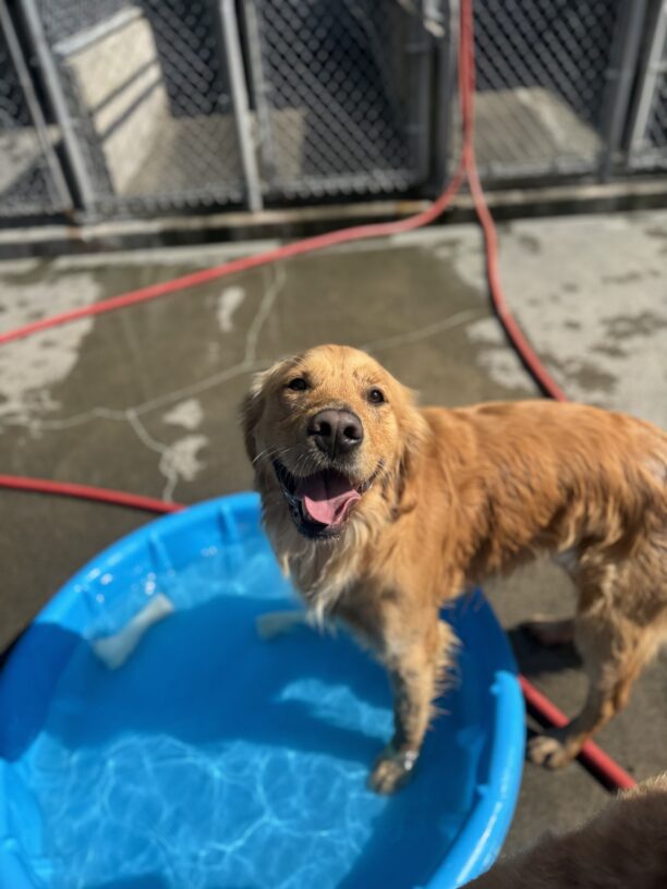 Yellow cross, Dax, stands with his front feet in a blue kiddie pool.