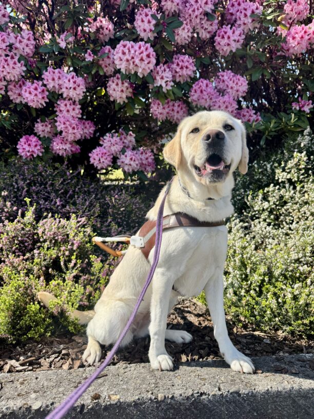 Daya sits in harness smiling in front of a rhododendron bush with large, bright pink flowers.
