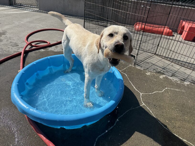 Daya stands in a blue kiddie pool in Community Run holding a Nylabone that's dripping water.