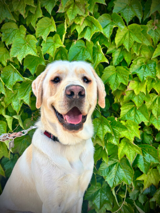 Portrait of Drax sitting in front of a green ivy wall with a goofy smile