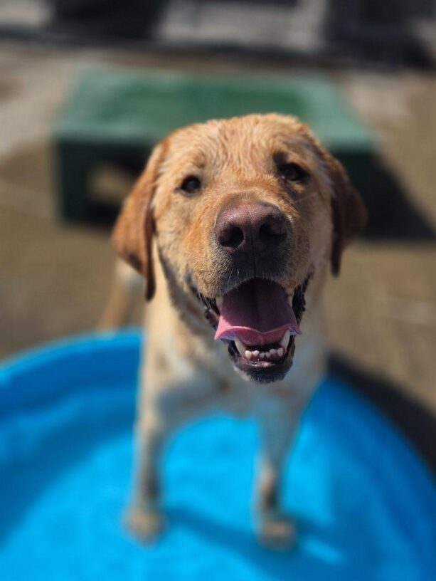 Handsome yellow lab Elton is standing with his two front feet in a small pool. The images surrounding him are blurred, but his wet head and goofy grin are crystal clear.