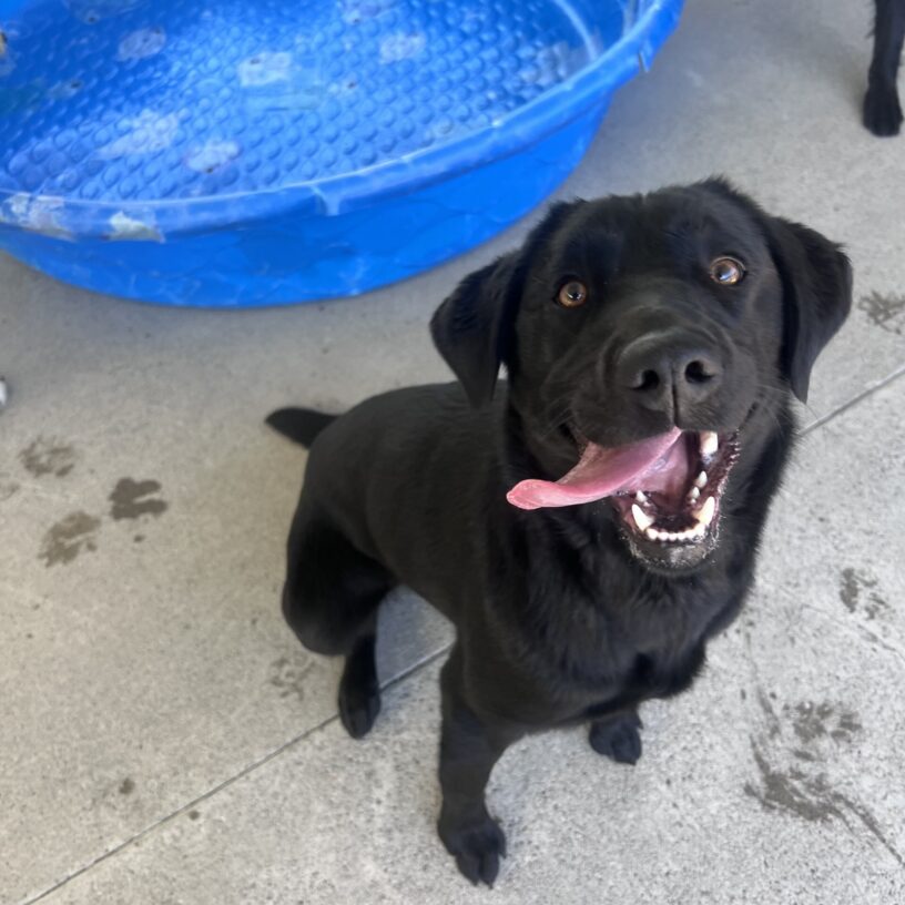 Haisley is sitting in front of a blue kiddie pool in community run and is looking up at the camera. Her mouth is open in a goofy smile and her tongue is hanging out the side.