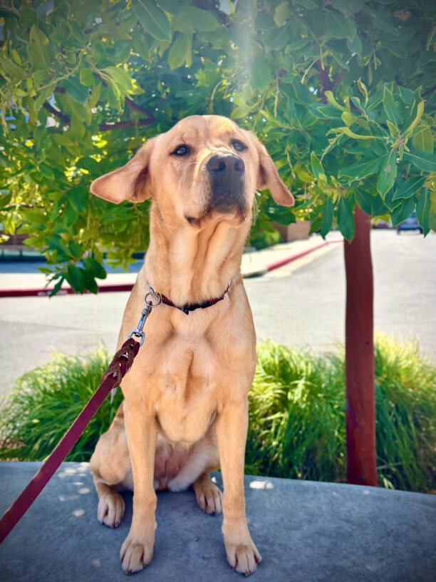 Hilary sits on a shady path in front of green trees and bushes, her ears flying in the breeze