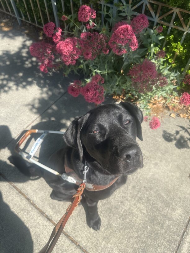 Kaiden is wearing his harness sitting in front of a bush with pink flowers. The sun is shining and he has his eyes slightly squinted looking up towards the camera.