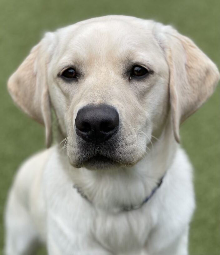 A close up of Lira looking at the camera. Her head is in focus and her body is slightly blurred with a green background