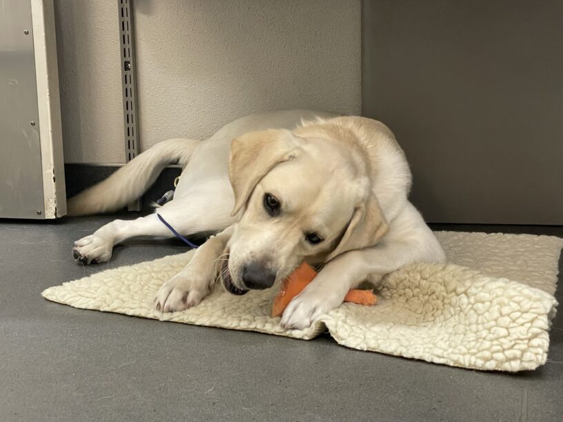 Lira is laying down on a fleece chewing an orange nylabone, She is on tiedown under a desk facing the camera