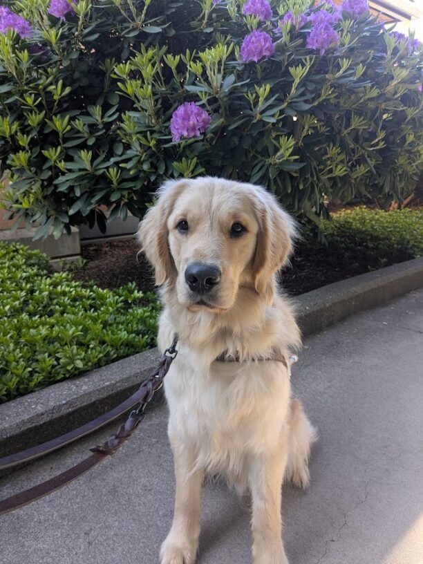 Merlin sits in harness in front of a rhododendron bush with light purple flowers. He has a serious expression on his face and is looking at the camera.