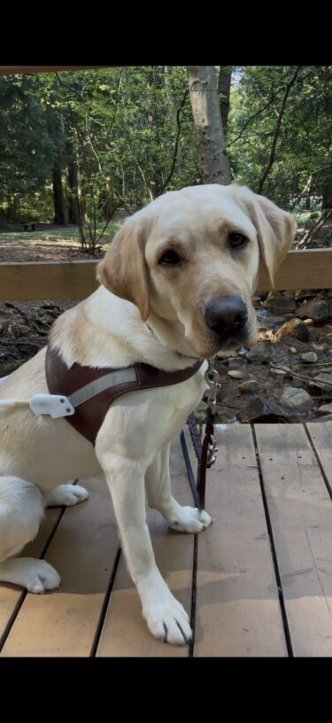 Milan poses in her guide dog harness. She is sitting on a bridge and looking at the camera.
