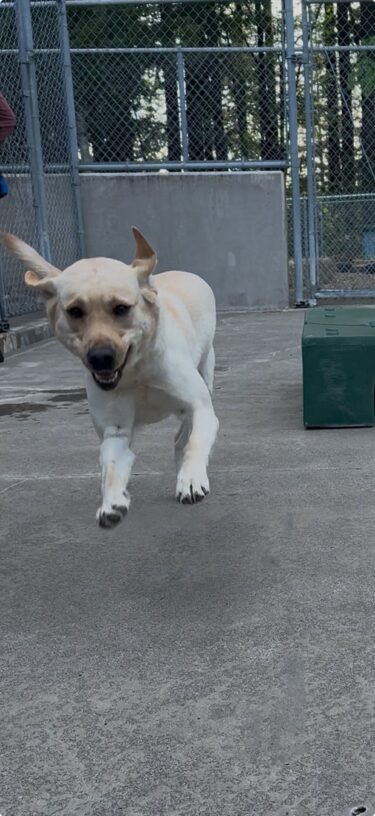 Milan runs in community run. Her front paws are off the ground, and her ears are flying back in the wind.