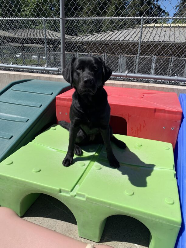 Female black lab 