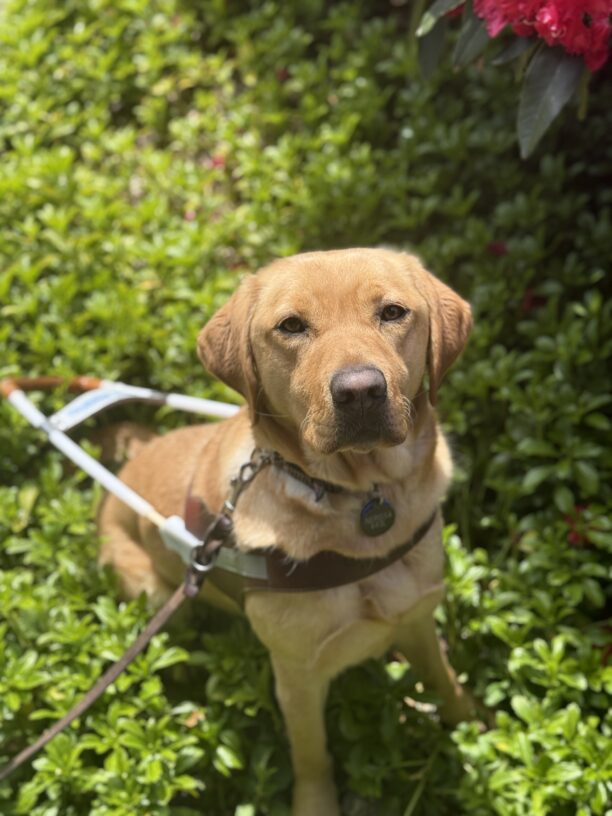 Nerissa wearing a guide dog harness and sitting in some green shrubbery while looking up at the camera.
