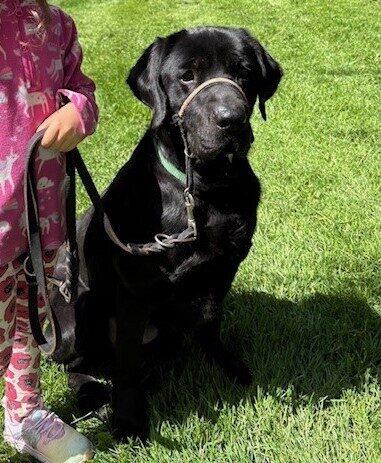 Black Lab Norway sitting next to a child who is holding his leash.