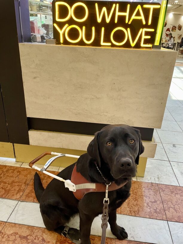 Perdita sits in harness wearing her back booties inside the mall. She is gazing directly at the camera. Above her is a neon yellow lighted sign that spells 
