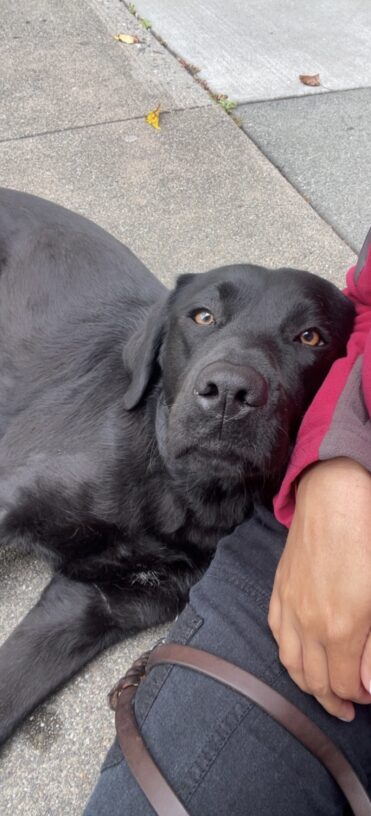 Perdita is laying down on the sidewalk after a route and rests her head against her trainer's lap. She is looking at the camera with a relaxed expression on her face.