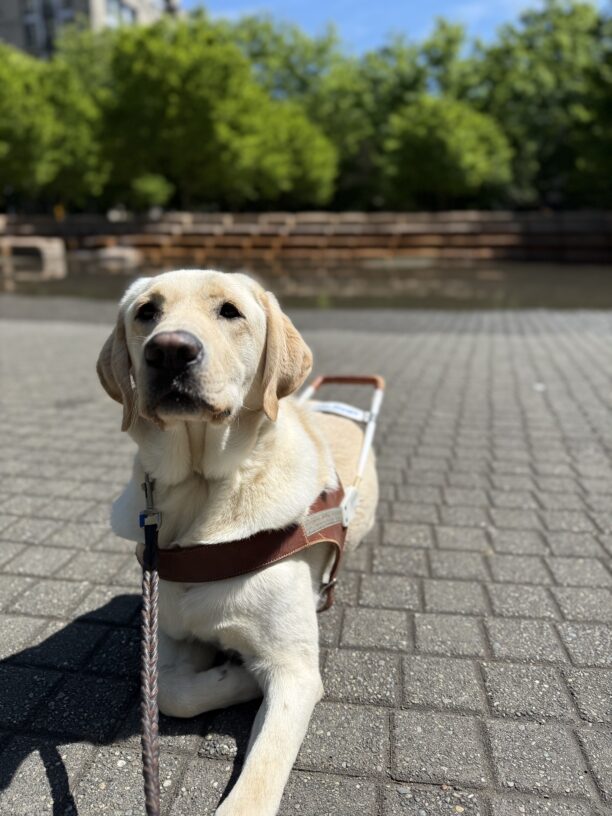 Ragnar, a male yellow lab, lays down on a brick plaza in his GDB harness. He looks at the camera with a relaxed expression. His right front paw is tucked gently under his chest. A cascading water feature and green trees are out of focus in the background.