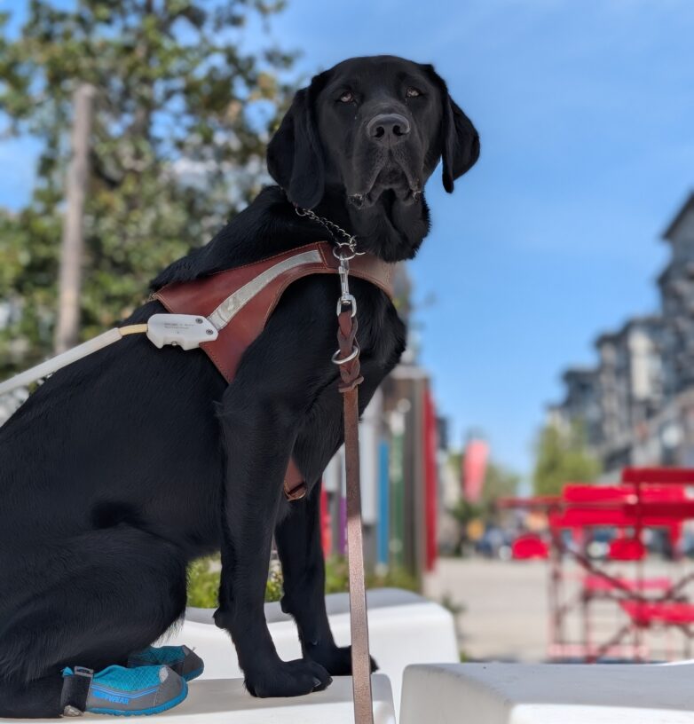 Rocio sits in harness with blue booties on her back feet. She is atop a white structure, looking at the camera with a very serious face.