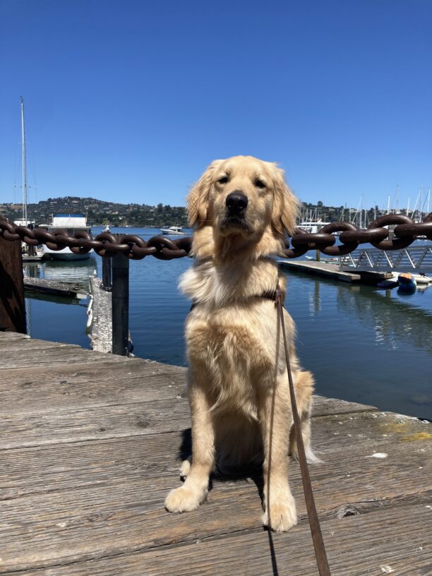 Rupert is pictured in harness, sitting on a dock with the Sausalito waterfront in the background.