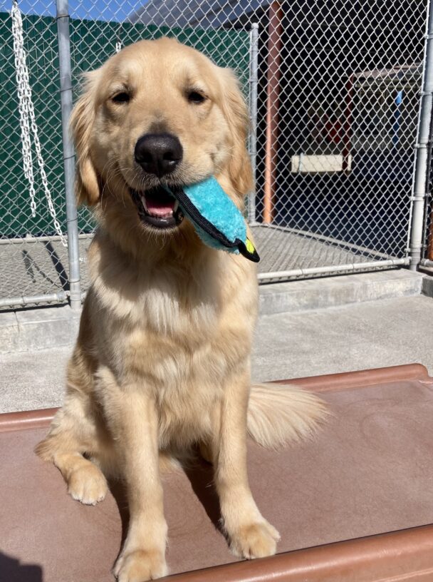 Rupert is pictured sitting on a play structure in community run, with a soft toy hanging from his mouth.
