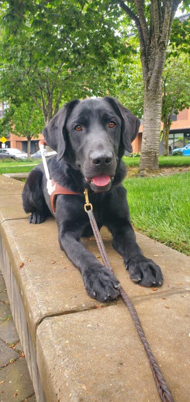 Ryan, a black lab, lays on a low wall looking directly at the camera. His mouth is open and you can see his tongue. Behind him is grass, trees and buildings.