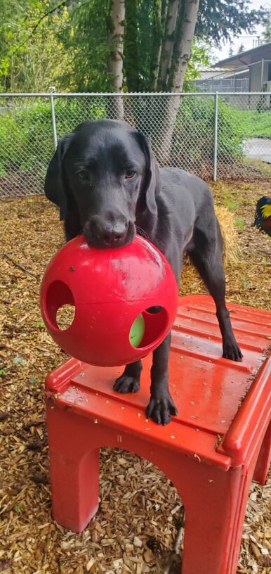 Ryan stands on top of a red play structure in a fenced in, wooded bark chip area. He is looking down and holding a red Jolly ball in his mouth.