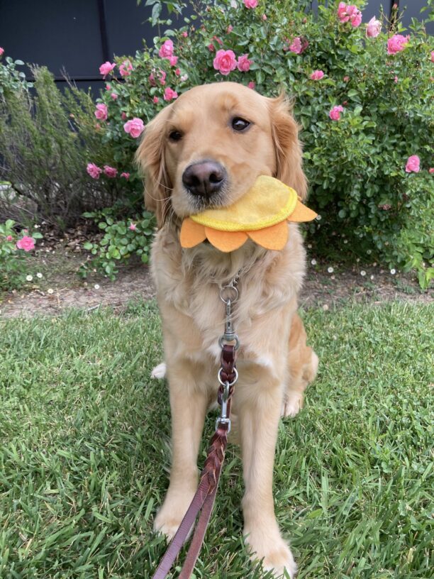 Swift is pictured sitting on a lawn holding a soft toy shaped like the sun in her mouth. There are pink roses in the background.