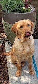 Tater sits on an outdoor patio with a large planter behind him. He is looking towards the camera with his tongue out licking his lips