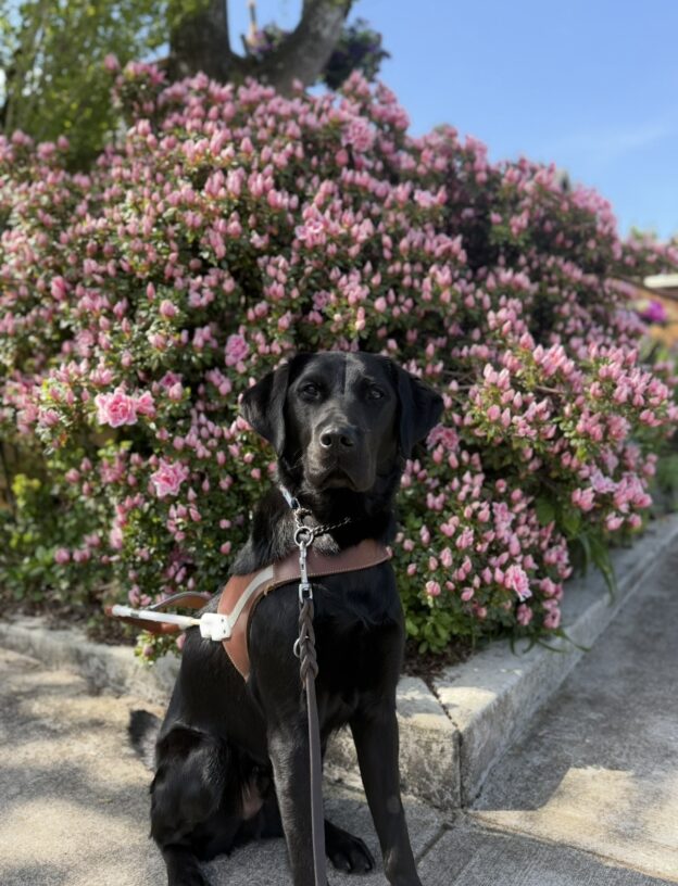 Theron, a male black lab/golden cross, sits on the sidewalk in his GDB harness. He looks elegantly at the camera. A large pink flower bush is in bloom in the background.
