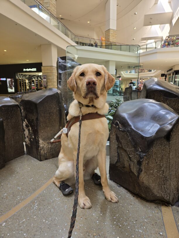 Thumper is at Clackamas Town Center. He is sitting and wearing his harness. He’s also wearing his back booties.