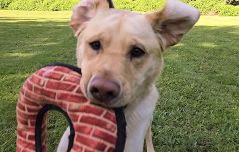 An up-close, action shot of Thumper in a free run area on the Oregon Campus. He has a large, circle stuffie toy in his mouth.